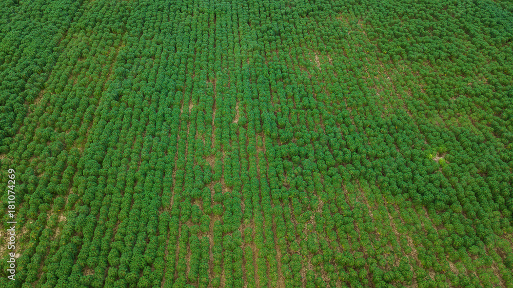 Aerial view of Cassava plantation Aerial view of Cassava plantation