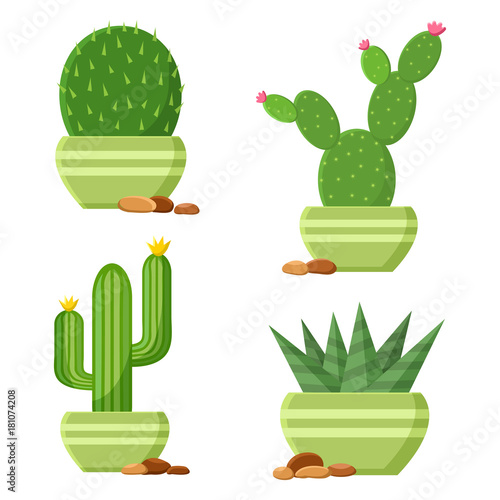 Colored cactus set in flowerpots with pebbles. Flowering cactus. Cartoon houseplants. Vector illustration