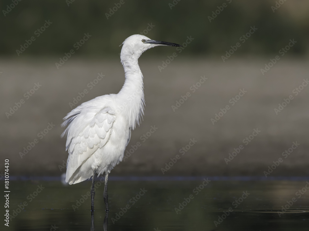 Little Egret Portrait Little Egret Portrait