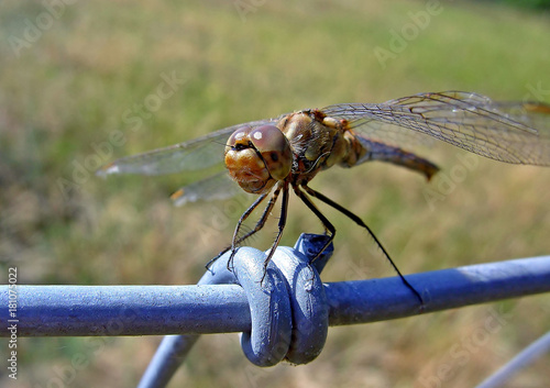 Die Libelle auf dem Zaun


