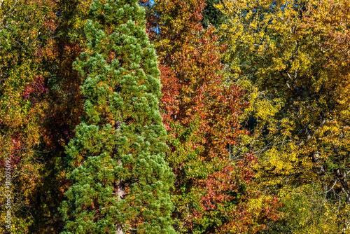 One tall green evergreen bush among the fall color of deciduous trees as a background 