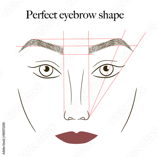 eyebrows scheme vector illustration