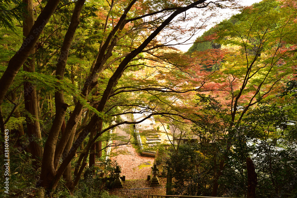 Fototapeta premium 秋・古刹、渓谷