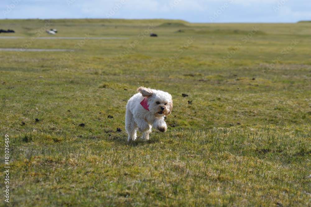 A happy, small cavapoo dog running in a field in the summer sun. A happy, small cavapoo dog running in a field in the summer sun.