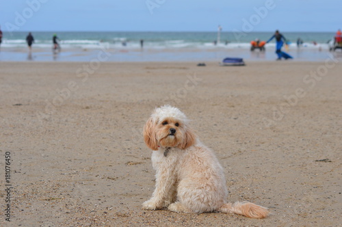 A cute, small cavapoo dog sitting on the beach © Luke