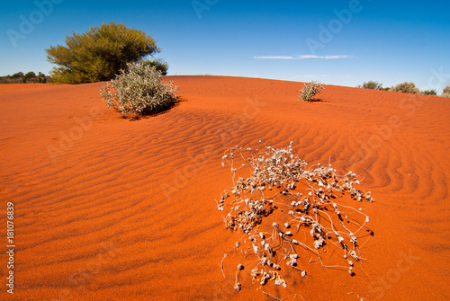 Red sand dune and desert vegetation in central Australia photo