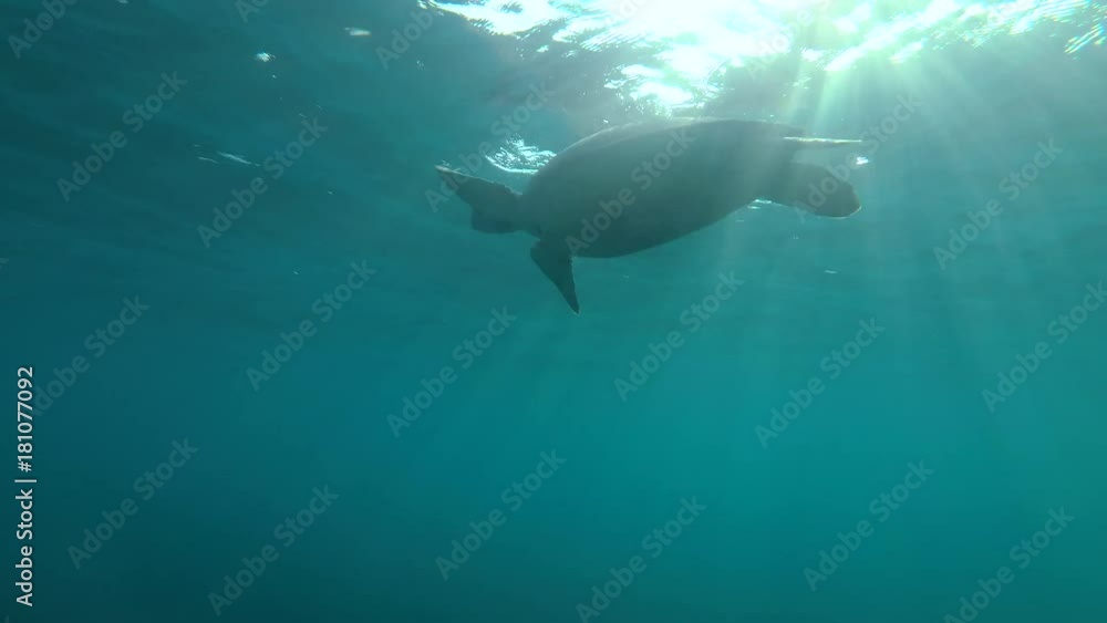 Green Sea Turtle (Chelonia mydas) floats to surface of water, breathes and dives to the bottom, Red sea, Marsa Alam, Abu Dabab, Egypt
Green Sea Turtle (Chelonia mydas) floats to surface of water, breathes and dives to the bottom, Red sea, Marsa Alam, Abu Dabab, Egypt