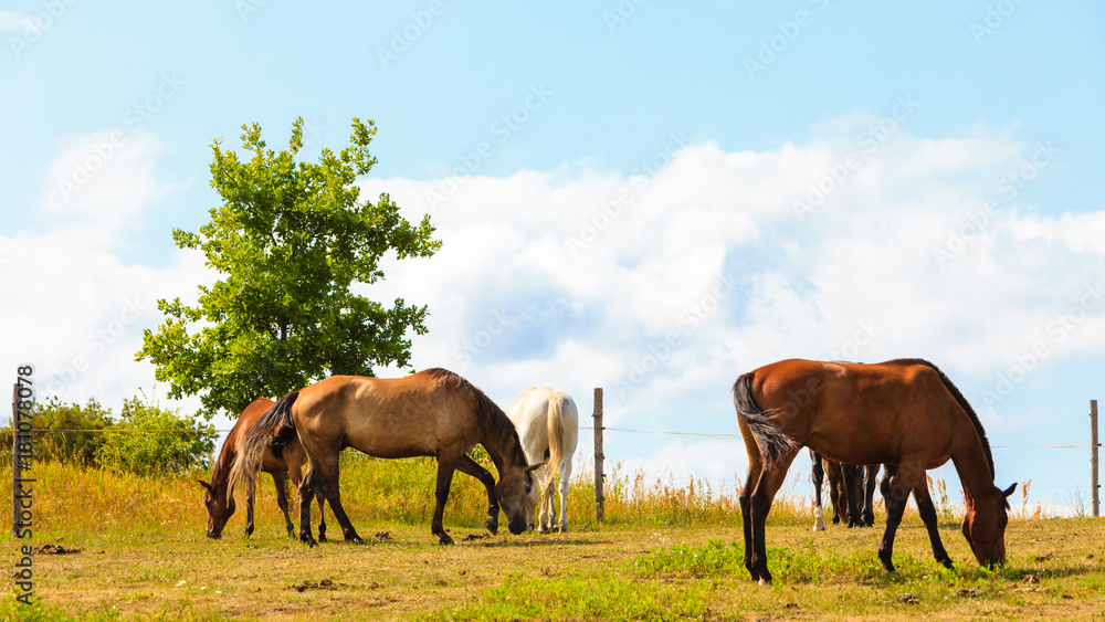 Majestic graceful brown horses in meadow. Majestic graceful brown horses in meadow.
