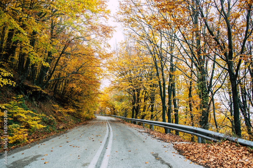 Road in the yellow autumn forest, nature landscape