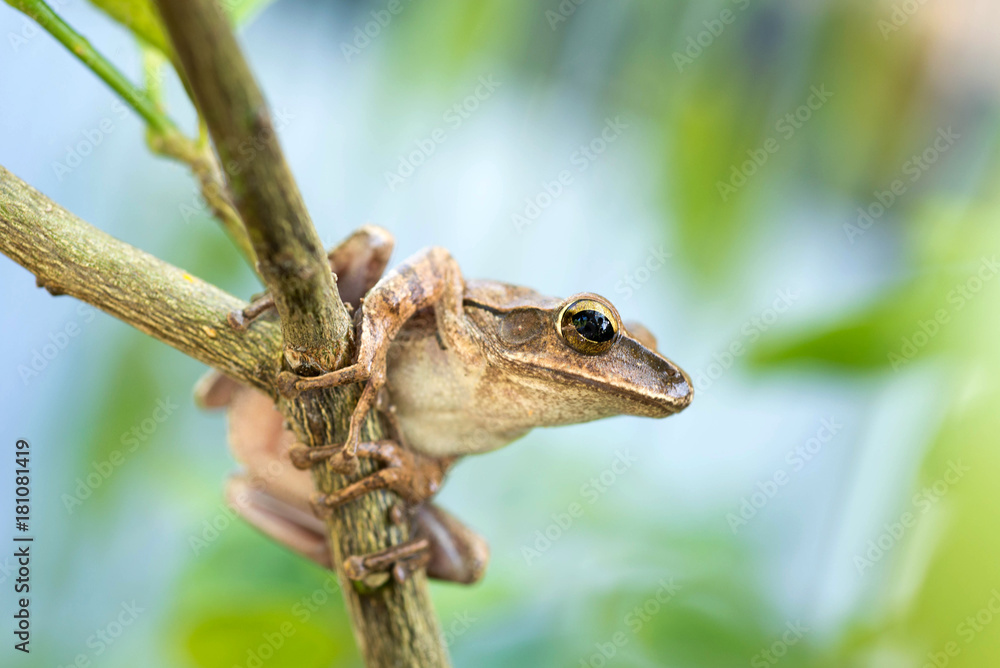 Brown common tree frog in Thailand Brown common tree frog in Thailand