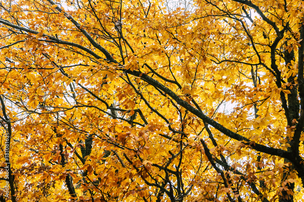 Beautiful colorful autumn leaves Beautiful colorful autumn leaves