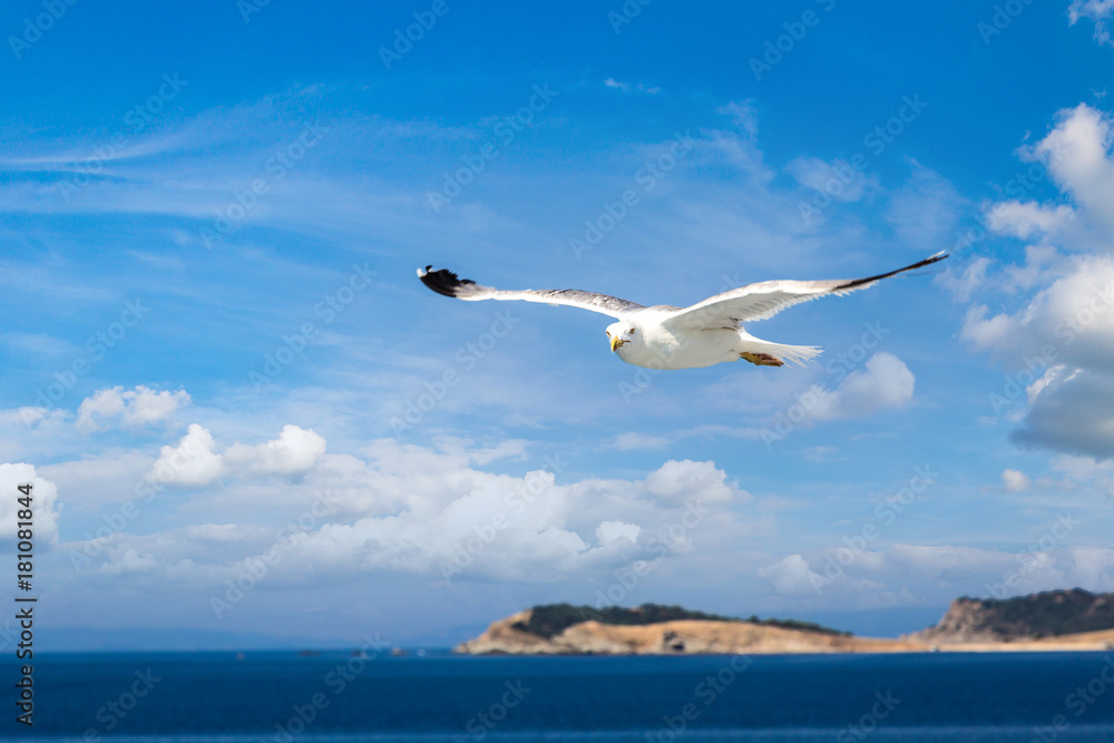 Naklejka premium Big seagull in sky