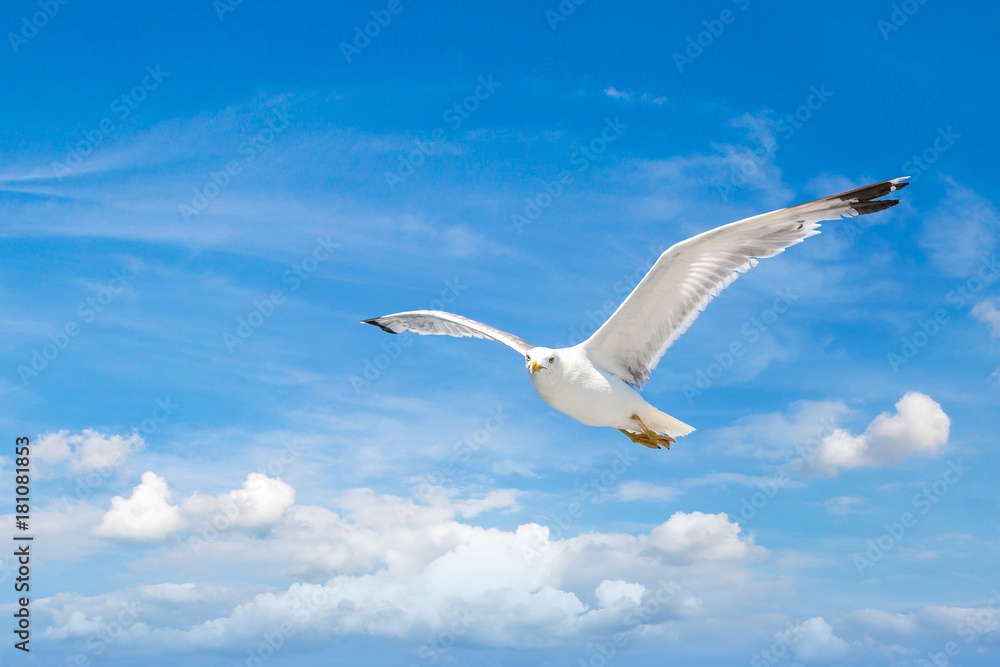 Naklejka premium Big seagull in sky