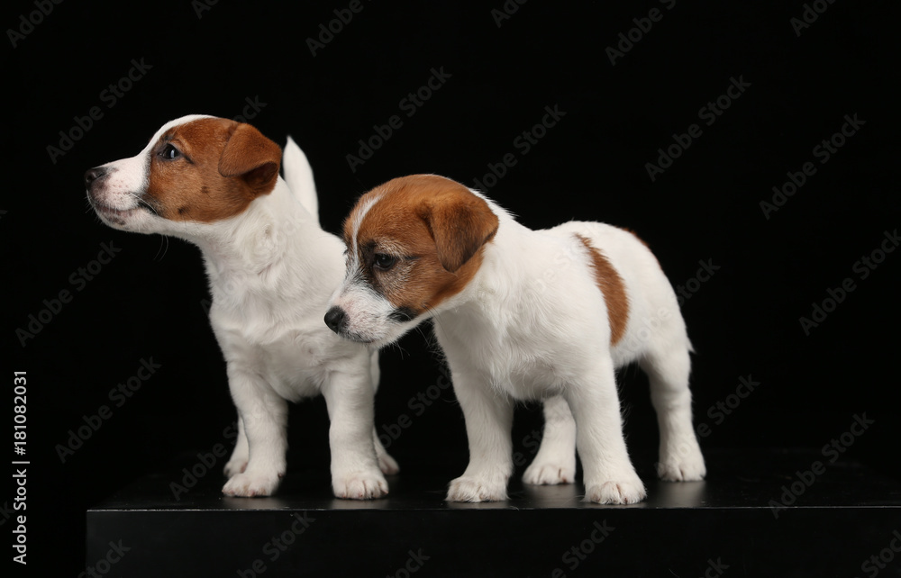 Jack russells puppies looking aside. Close up. Black background