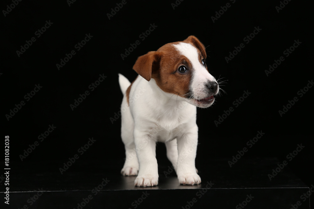 Funny jack russell. Close up. Black background