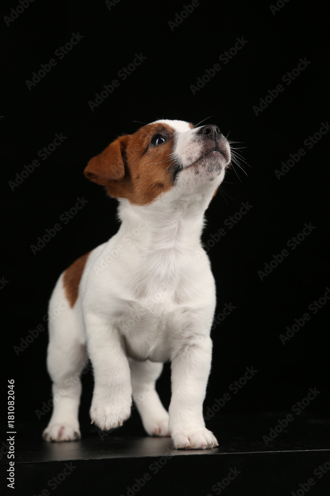 Jack russells looking up. Close up. Black background