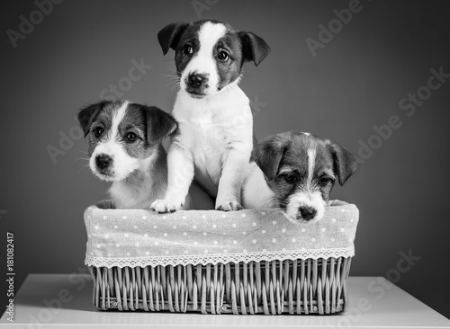 Cute jack russells in the bed. Close up. Black and white background photo