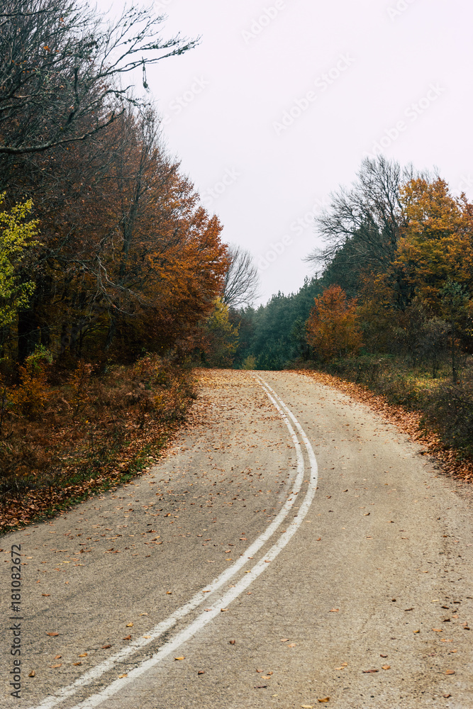 Road in autumn forest, nature landscape