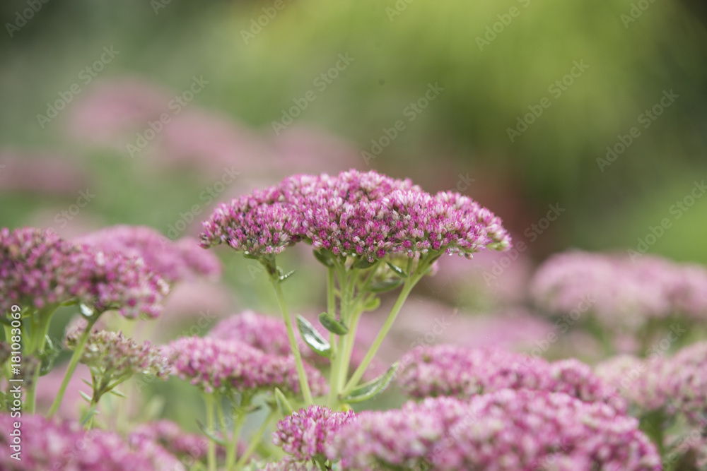 Sedum, Fette Henne Bodendecker im Garten werden von der Sonne