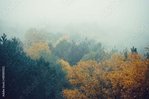 Panoramic view of the misty forest