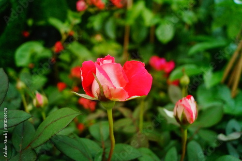 Wallpaper Mural The red roses are beautiful in the garden Torontodigital.ca