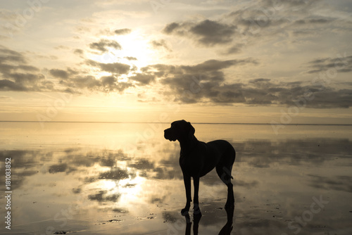 The Greatdane at the Sea