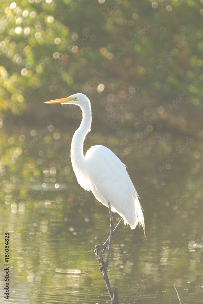 Obraz premium The Great Egret