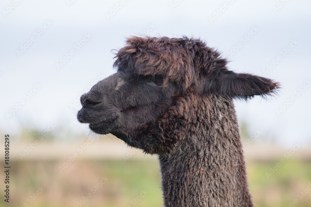 close up head of brown ,black fur alpaca with blur background