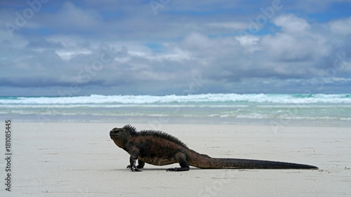 Marine Iguana on his morning walk after foraging in the sea