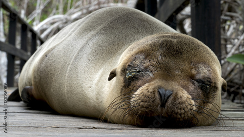 Parasite eye infection on Galapagos Sea Lion