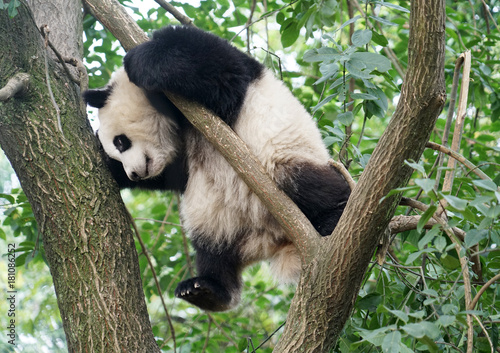 Fototapeta Naklejka Na Ścianę i Meble -  Small panda climbing up on the tree looking around