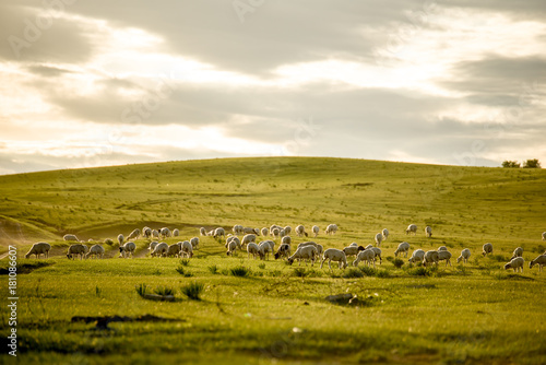 Mongolia flock