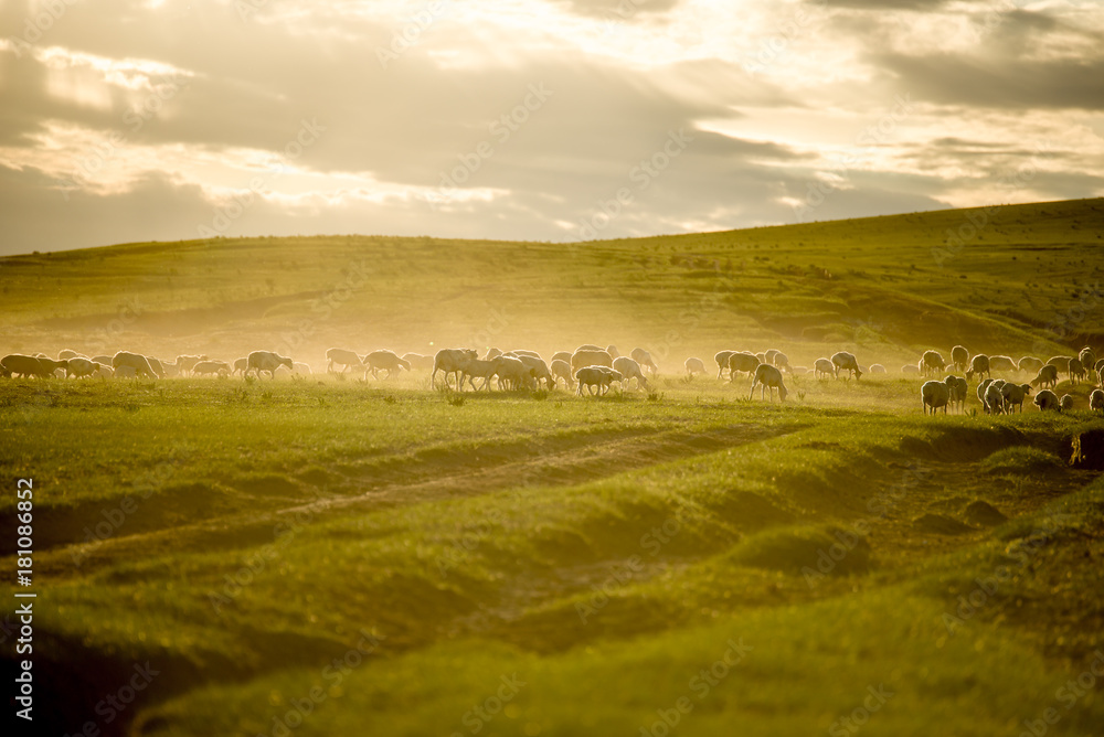 Fototapeta premium Mongolia flock