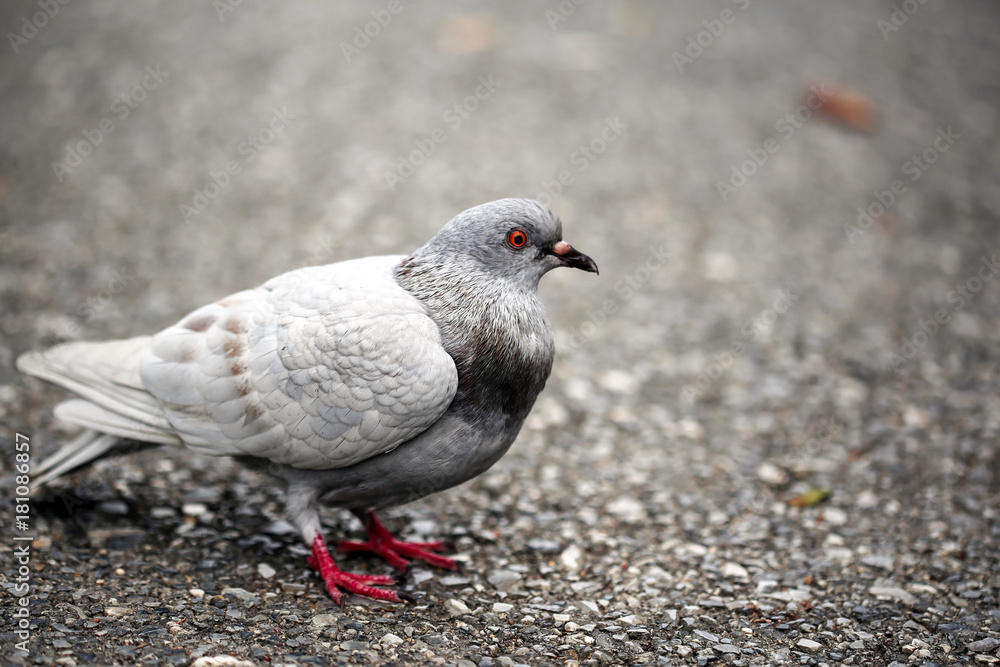 Obraz premium Close up with Gray pigeons