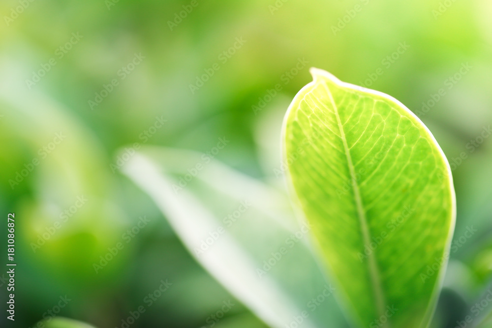 Closeup nature view of green leaf in garden at summer under sunlight. Closeup nature view of green leaf in garden at summer under sunlight.