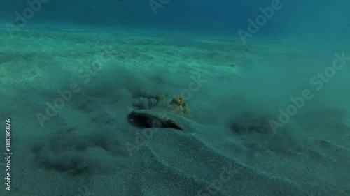 Wallpaper Mural Blue-spotted Stingray (Taeniura lymma) digging in the sand in search of food, Red sea, Marsa Alam, Abu Dabab, Egypt
 Torontodigital.ca