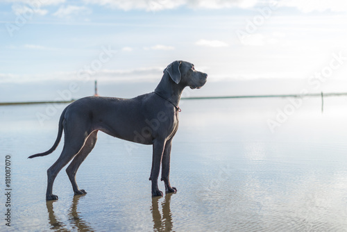 The Greatdane at the Sea