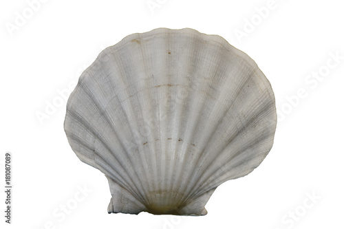 Isolated seashell close up macro white