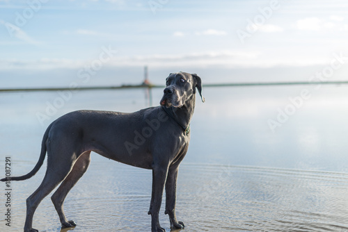 The Greatdane at the Sea