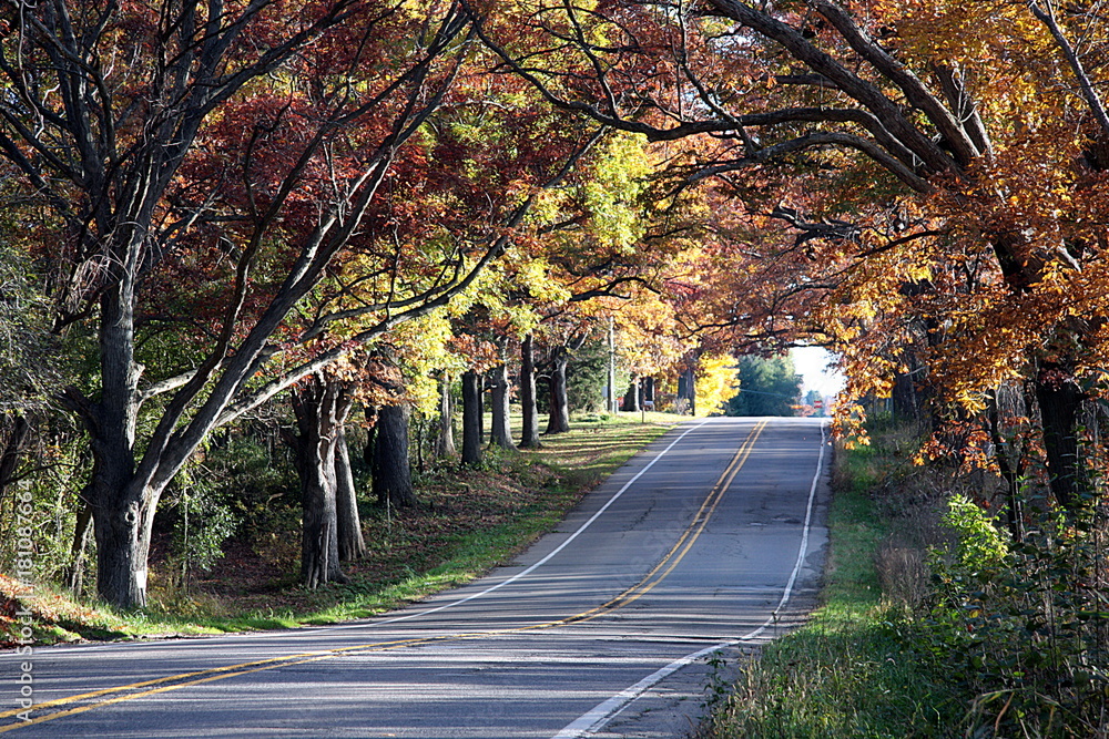 Country road under fall colors.