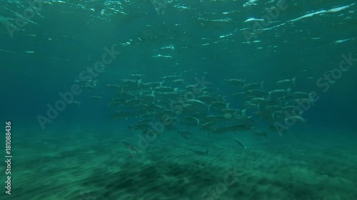 school of Striped Mullet (Mugil cephalus) built in a ball stands between surface of water and bottom, Red sea, Marsa Alam, Abu Dabab, Egypt
 photo