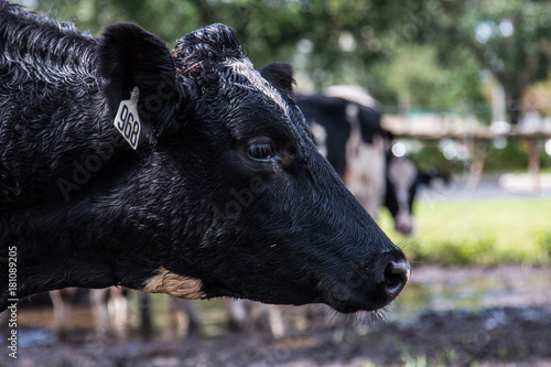 Black cow at the city farm - head shot