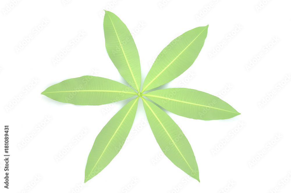 Alstonia scholaris natural green leaf. Alstonia scholaris natural green leaf.