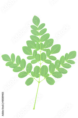 Moringa leaves are green herbs.