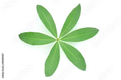 Alstonia scholaris natural green leaf. © suphatphong