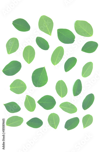 Moringa leaves are green herbs.
