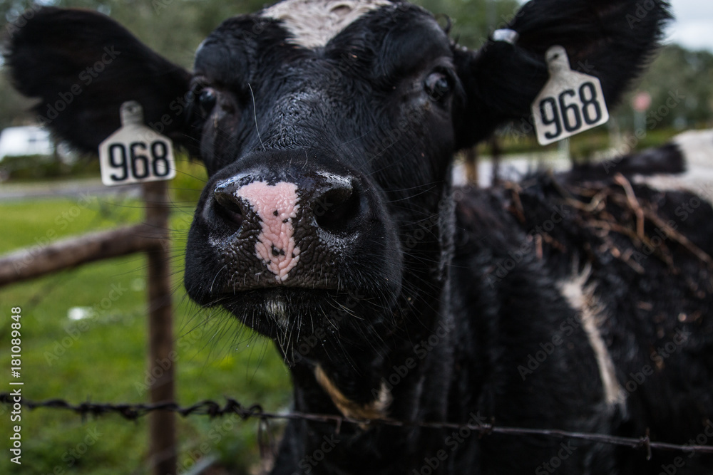Black cow at the city farm - head shot Black cow at the city farm - head shot
