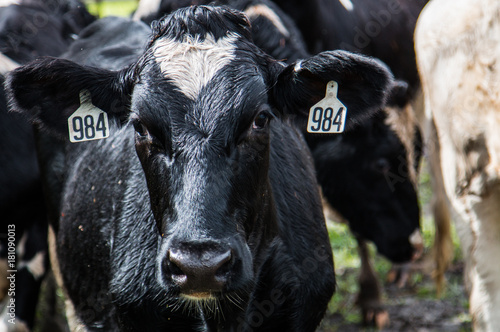 Fotografi Black cow at the city farm - head shot