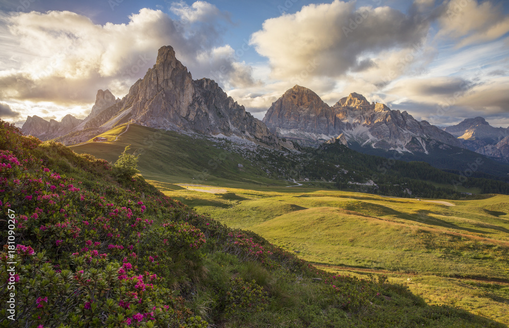 Flowering rhododendrons at Giau Pass Dolomites, Italy Flowering rhododendrons at Giau Pass Dolomites, Italy