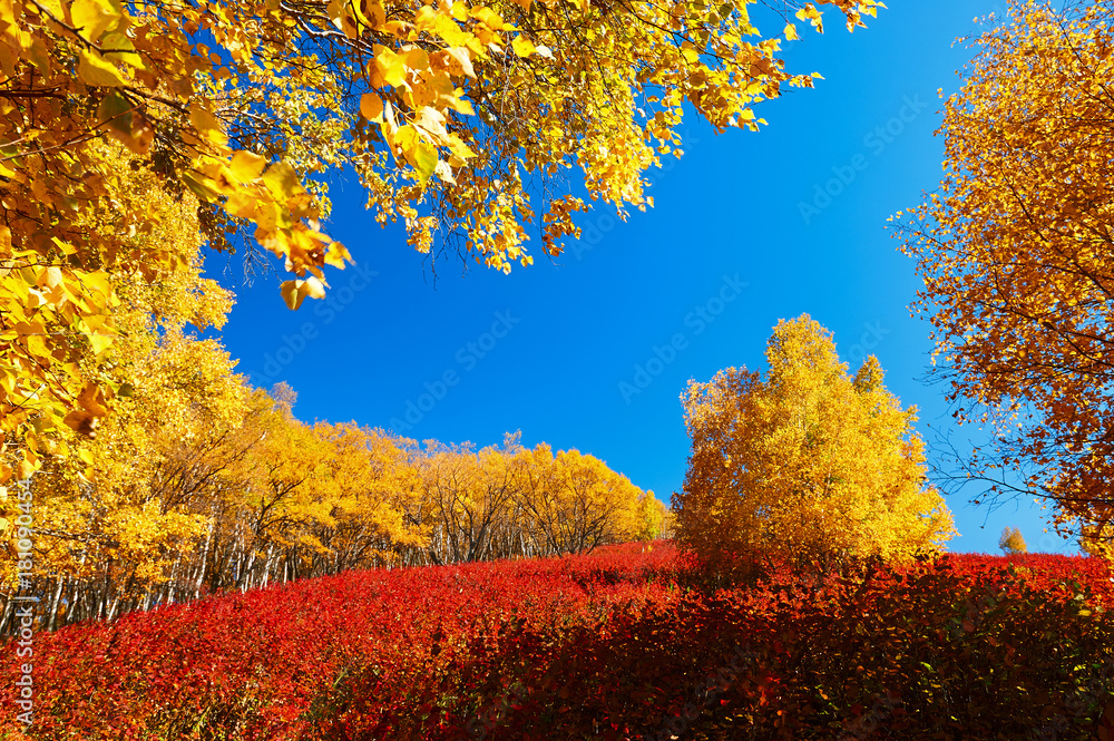 The golden color white birch scenic